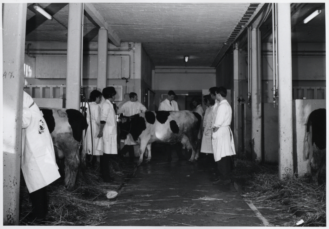 Studierende mit einer Kuh