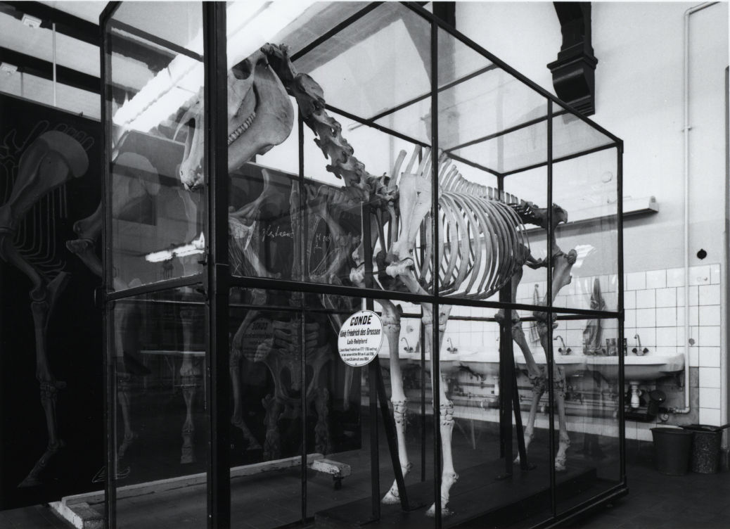 "Conde", Skelett des Leib-Reitpferd Friedrich II