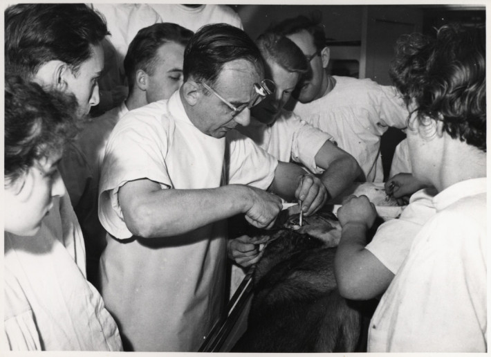 Operation eines Hundes