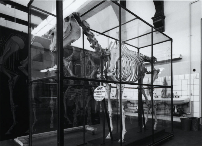 "Conde", Skelett des Leib-Reitpferd Friedrich II